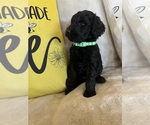 Small #8 Goldendoodle
