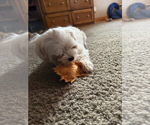 Nate - Male Maltese Dog for Adoption - Photo #4