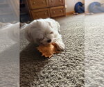 Small Photo #4 Maltese Puppy For Sale in St. Louis Park, MN, USA