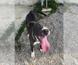 NITRO - Male Mutt Dog for Adoption - Photo #2