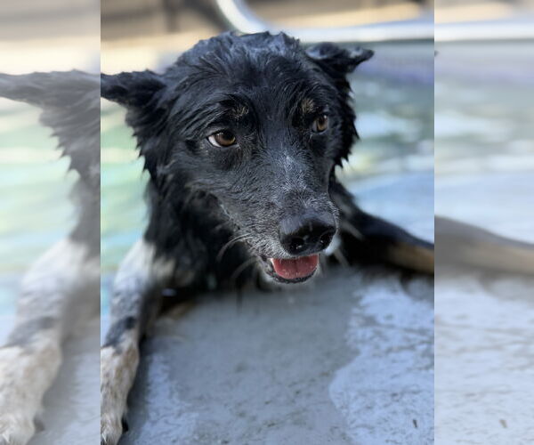 Medium Photo #6 Border-Aussie Puppy For Sale in Valrico, FL, USA