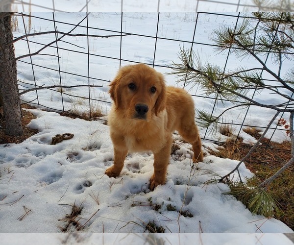 Full screen Photo #3 Golden Retriever Puppy For Sale in BLACK FOREST, CO, USA