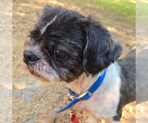 Medium Shih Tzu