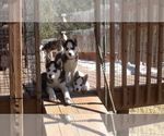 Small Photo #6 Siberian Husky Puppy For Sale in WESTCLIFFE, CO, USA