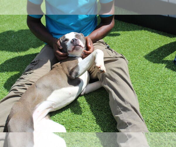 Medium Photo #3 American Pit Bull Terrier Puppy For Sale in Chestertown, MD, USA