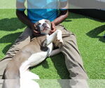 Small #2 American Pit Bull Terrier