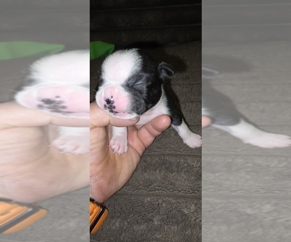 Medium Photo #5 Boston Terrier Puppy For Sale in MITCHELL, IN, USA