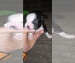 Small #4 Boston Terrier