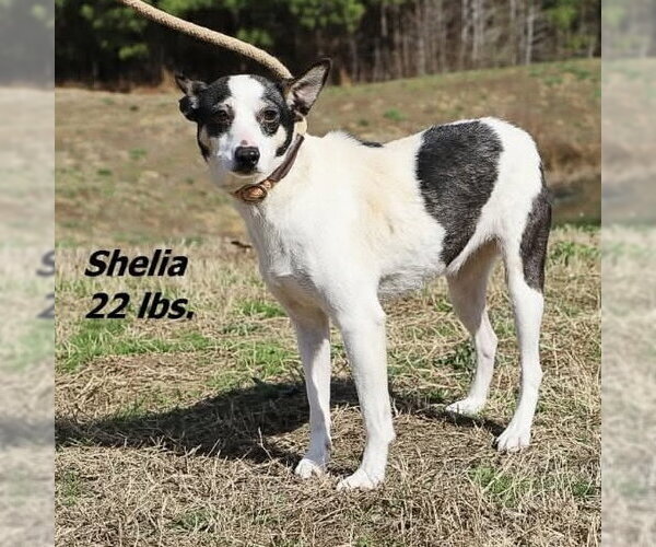 Medium Photo #6 Chihuahua-Unknown Mix Puppy For Sale in Spring Lake, NC, USA