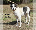 Small #5 Chihuahua Mix