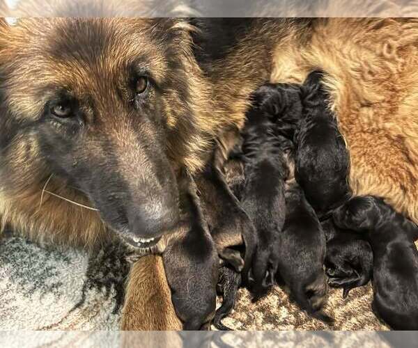 Medium Photo #3 German Shepherd Dog Puppy For Sale in NEWVILLE, PA, USA