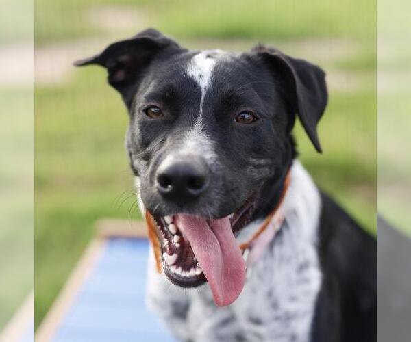 Medium Photo #1 Mutt Puppy For Sale in San Antonio, TX, USA