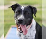 CUTIEPATOOTI - Female Mutt Dog for Adoption - Small photo