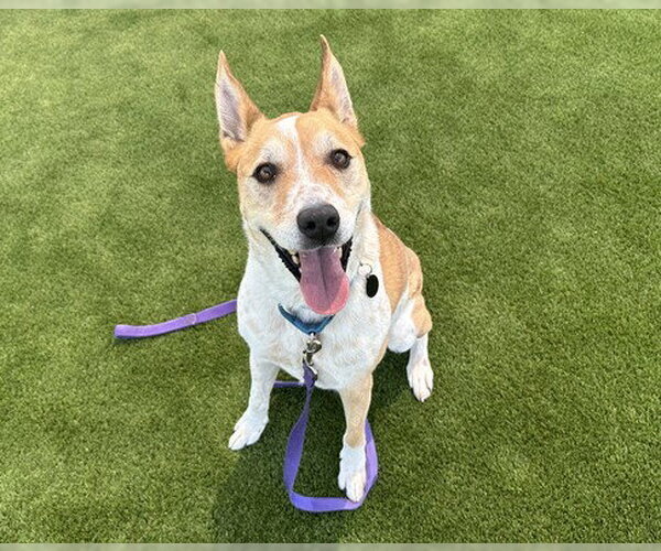 Medium Photo #4 German Shepherd Dog-Unknown Mix Puppy For Sale in Martinez, CA, USA