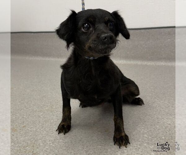 Medium Photo #1 Doxiepoo (Miniature) Puppy For Sale in Washington, DC, USA