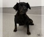 Ohana - Female Doxiepoo (Miniature) Dog for Adoption - Small photo