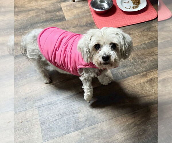 Medium Photo #3 Mutt Puppy For Sale in Spring Lake, NC, USA