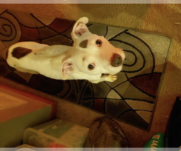 Medium Photo #2 Mutt Puppy For Sale in Princeton, MN, USA