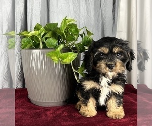 Cavanese Puppy for sale in GREENWOOD, IN, USA