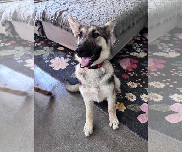 Medium Photo #4 German Shepherd Dog Puppy For Sale in Greenville, SC, USA