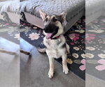 Small #3 German Shepherd Dog