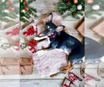 Small Photo #5 Miniature Pinscher-Unknown Mix Puppy For Sale in Bellmawr, NJ, USA