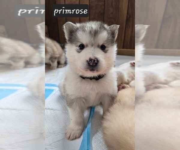 Medium Photo #2 Alaskan Malamute Puppy For Sale in CRIVITZ, WI, USA