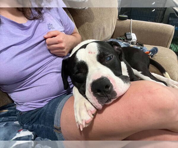 Medium Photo #4 Bull-Boxer Puppy For Sale in Springdale, PA, USA