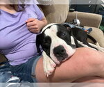 Small Photo #4 Bull-Boxer Puppy For Sale in Springdale, PA, USA