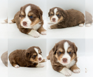Miniature Australian Shepherd Puppy for sale in BROOKER, FL, USA