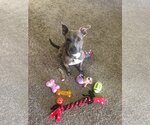 Small Photo #2 American Pit Bull Terrier Puppy For Sale in Chandler, AZ, USA
