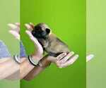 Small #6 Belgian Malinois