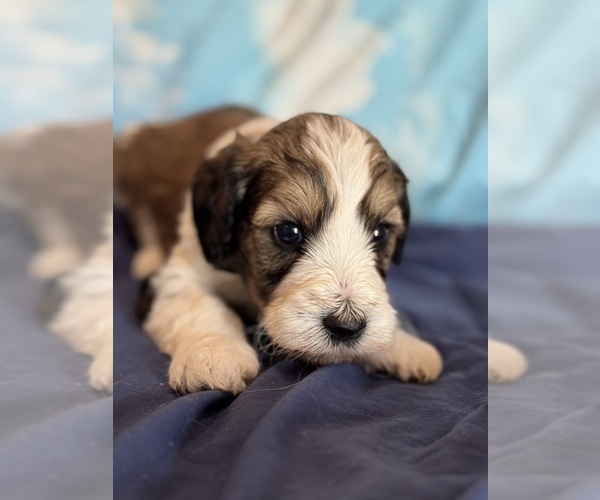 Medium Photo #2 Bernedoodle (Miniature) Puppy For Sale in LONGMONT, CO, USA