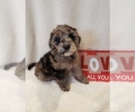 Small Photo #30 Goldendoodle-Sheepadoodle Mix Puppy For Sale in ROCHESTER, NY, USA