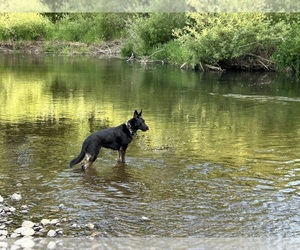 Mother of the German Malinois puppies born on 11/15/2025