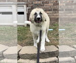 Small #1 Great Pyrenees
