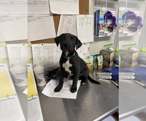 Labrador Retriever-Unknown Mix Dogs for adoption in Bolivar, MO, USA