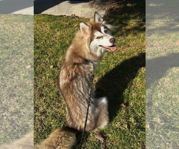 Medium Photo #4 Siberian Husky-Unknown Mix Puppy For Sale in Newport Beach, CA, USA