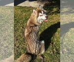 Small #3 Siberian Husky Mix
