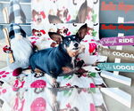 Small Photo #47 Dachshund-Unknown Mix Puppy For Sale in San Antonio, TX, USA