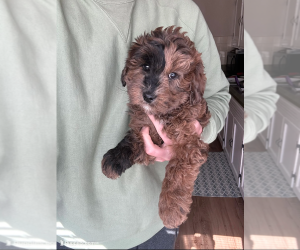 Medium Photo #1 Goldendoodle (Miniature) Puppy For Sale in MILWAUKEE, WI, USA