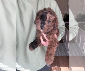 Goldendoodle (Miniature) Puppy for Sale in MILWAUKEE, Wisconsin USA