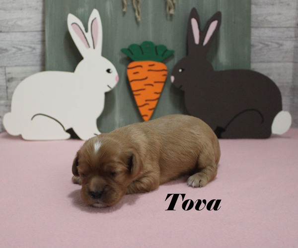 Medium Photo #7 Cavalier King Charles Spaniel Puppy For Sale in CHANUTE, KS, USA