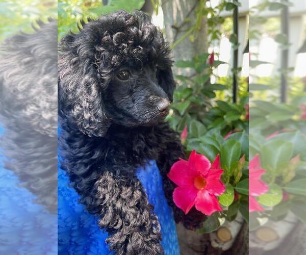 Medium Photo #4 Poodle (Miniature) Puppy For Sale in DENVER, CO, USA