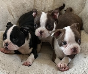 Boston Terrier Litter for sale in KALONA, IA, USA