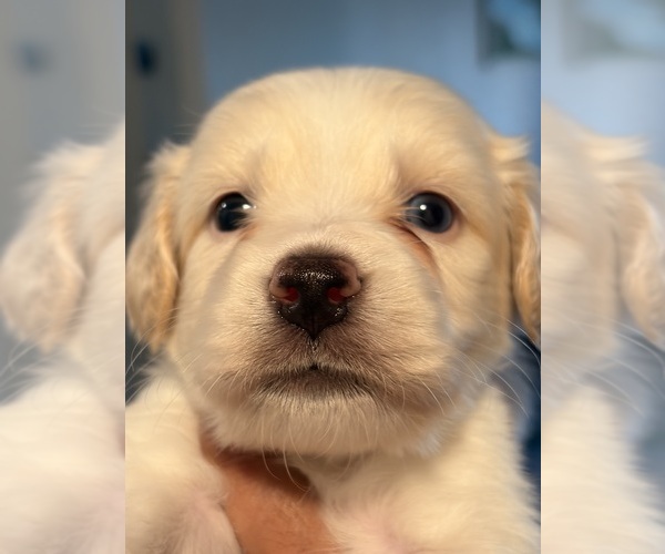 Medium Photo #13 Alaskan Husky-Cock-A-Poo Mix Puppy For Sale in YONKERS, NY, USA