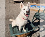 Small #4 Siberian Husky Mix