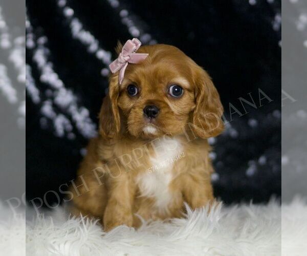 Medium Photo #97 Cavalier King Charles Spaniel Puppy For Sale in WARSAW, IN, USA