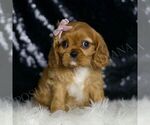 Small Photo #97 Cavalier King Charles Spaniel Puppy For Sale in WARSAW, IN, USA