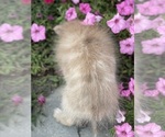 Small #7 Pomeranian